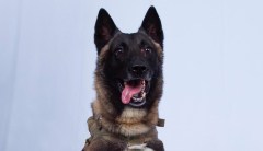 Dog from Baghdadi raid was injured by exposed wires and is veteran of 50 missions