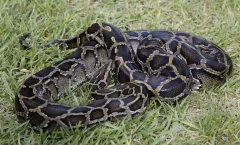 Pet python escapes from owner while on walk near Pittsburgh