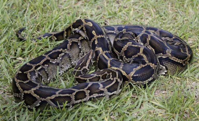 A Burmese python moves through the grass.