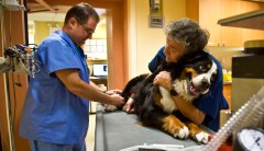 Trump signs bill into law funding medicines for animals