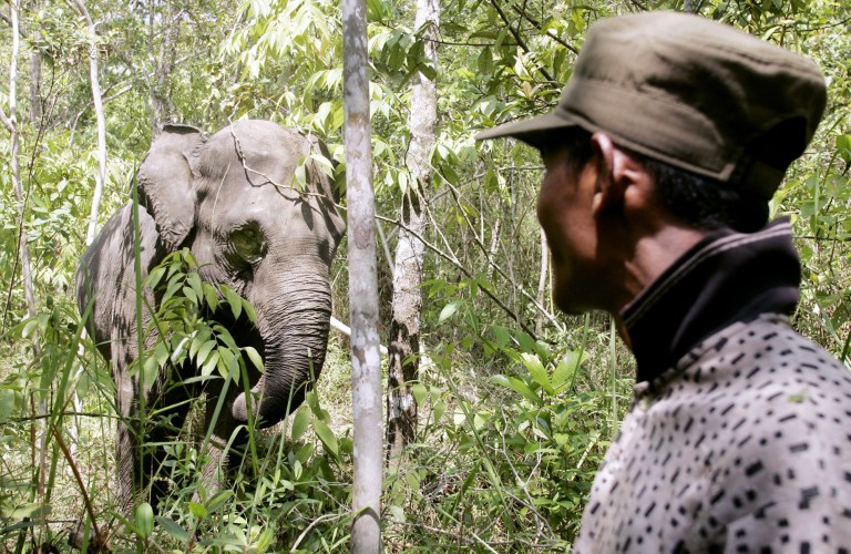 An elephant is pictured with a man.