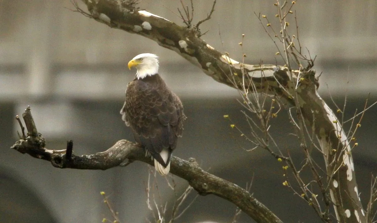 The American wildlife miracle