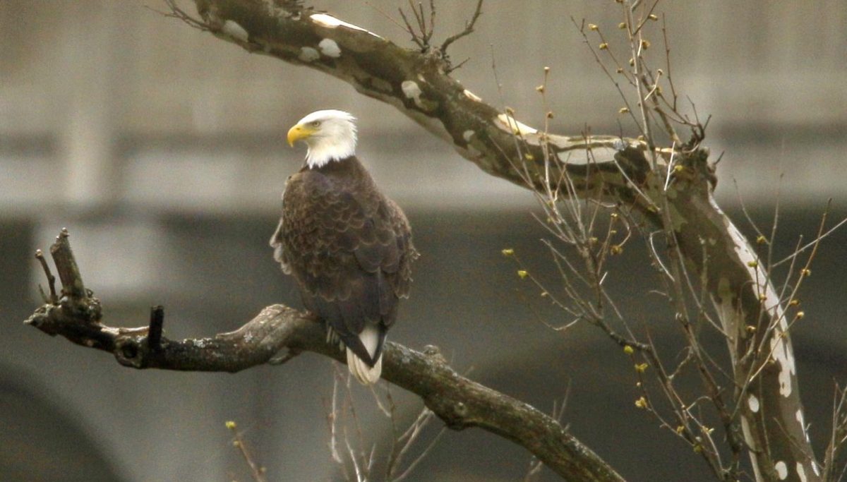 **America’s Majestic Wildlife Flourish Once Again**