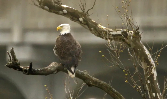 A bald eagle sits in a dead tree near her nest in the Cuyahoga Valley National Park in Brecksville, Ohio.