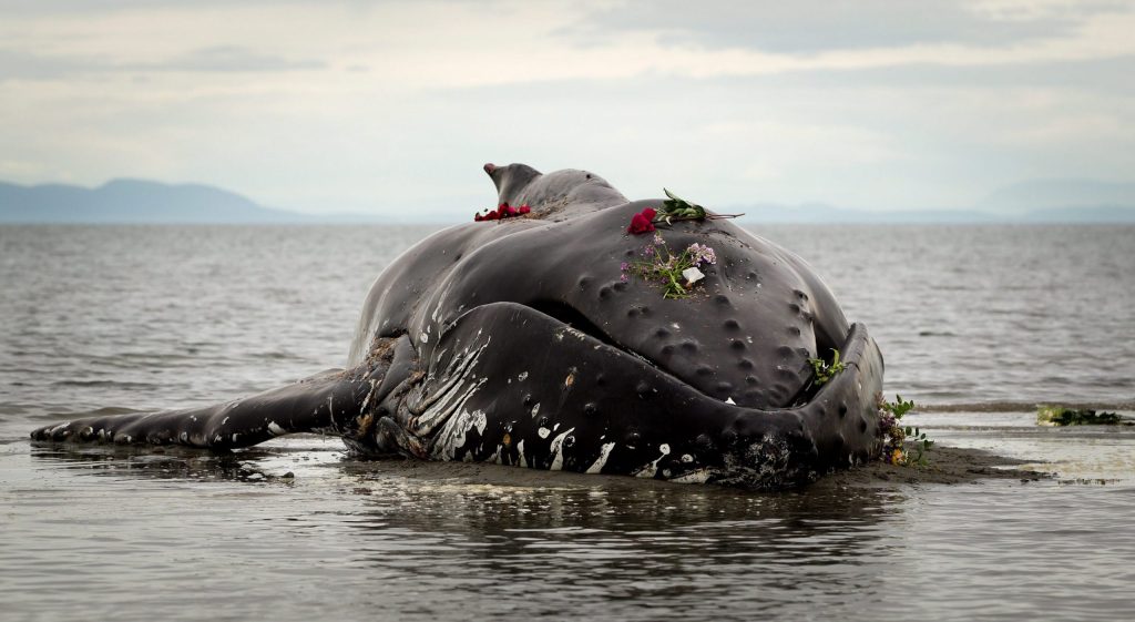 Whale entangled with gear found off Hawaiian coast