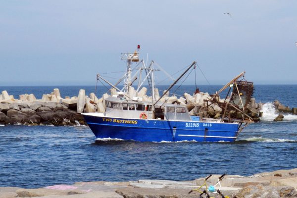 Lawmakers call for pause on offshore wind as eight dolphins wash up on New Jersey shore
