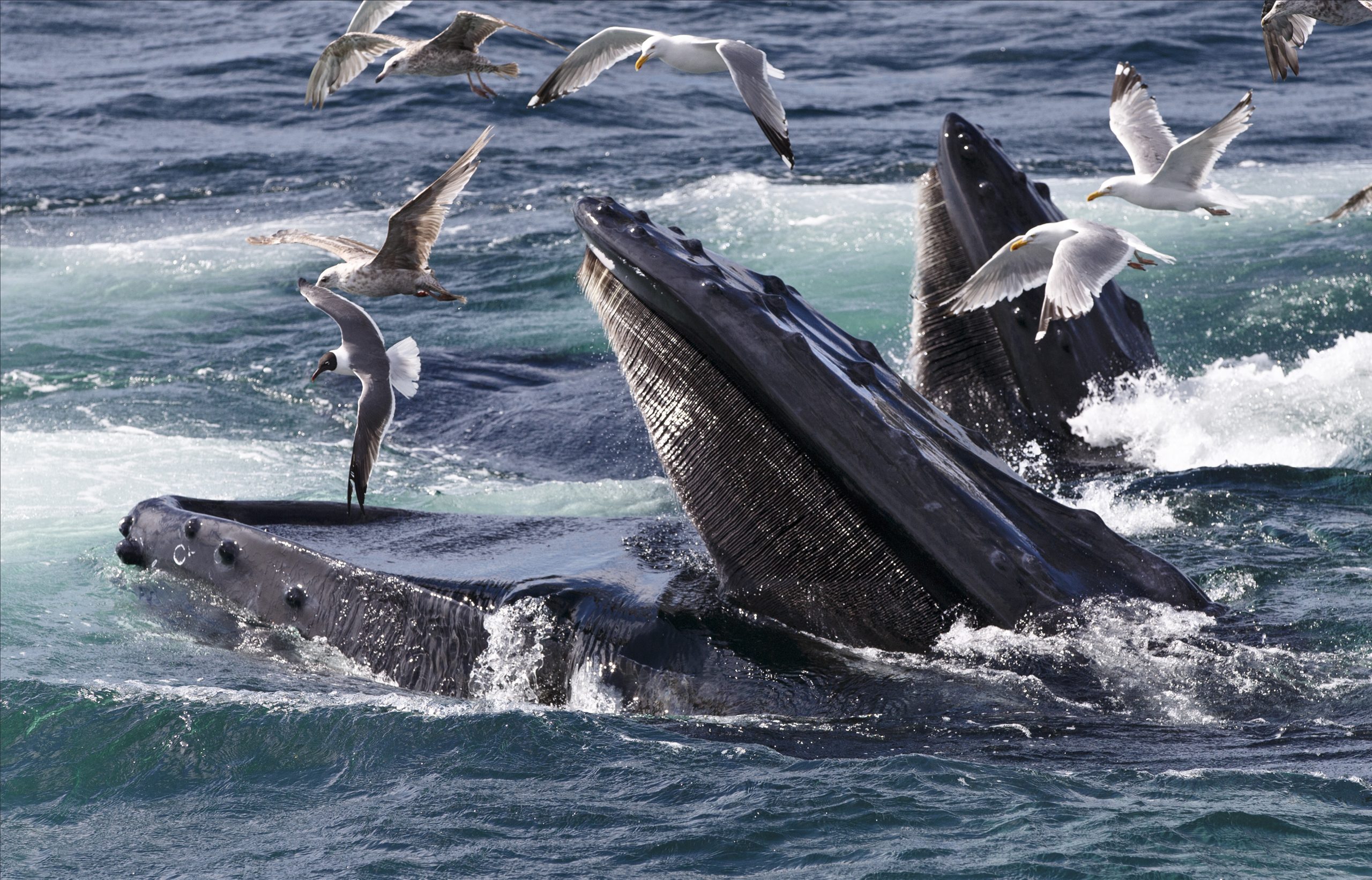 Lobster diver feels ‘good overall’ after he’s swallowed by whale