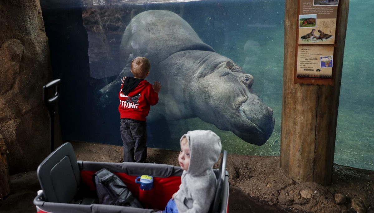 WATCH: Bibi the hippo is on birth watch at Cincinnati Zoo