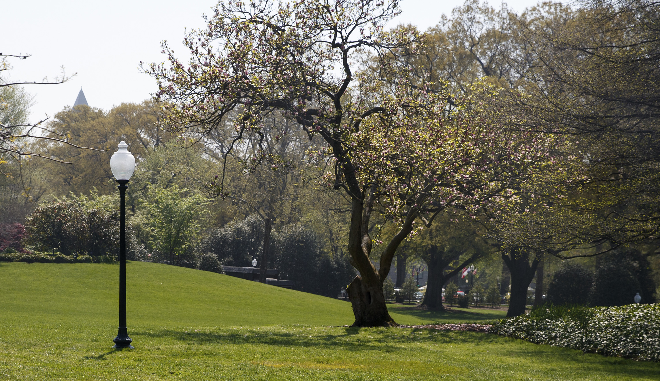 Planting 1 trillion trees will help save the planet, says Congress member