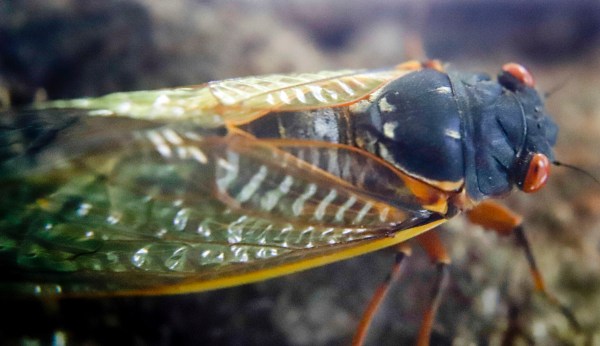 Mind-controlled ‘zombie’ cicadas are sexually transmitting psychedelic fungus in West Virginia