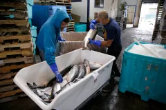 FDA redefines what can be labeled ‘healthy’: Salmon is in, white bread is not