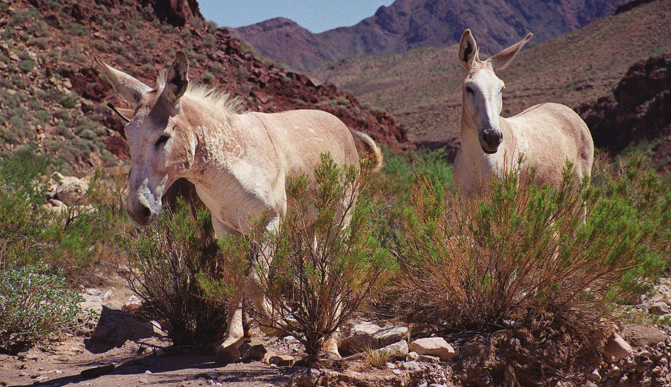 America’s wild and wondrous burros are in peril