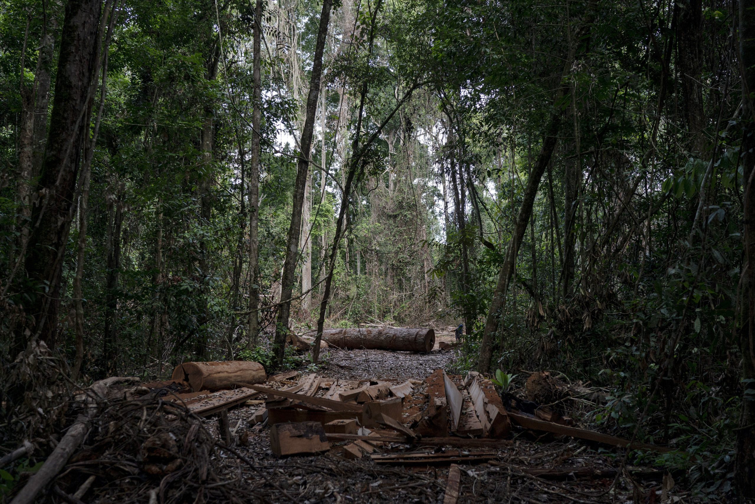 ‘Carbon sinks’: Biden plans billions for forests in Amazon and Congo Basin