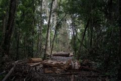 ‘Carbon sinks’: Biden plans billions for forests in Amazon and Congo Basin