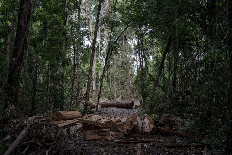 ‘Carbon sinks’: Biden plans billions for forests in Amazon and Congo Basin