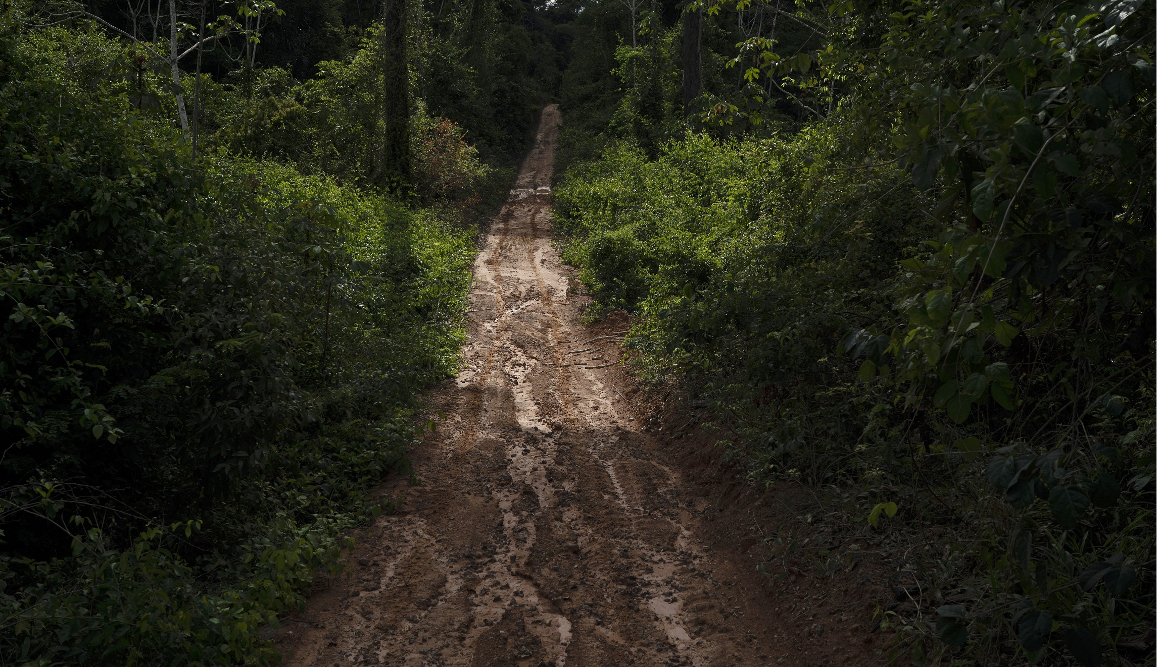 2020 wasn’t all bad: There’s good news about climate change