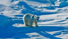 Woman mauled by polar bear after camping in area littered with warnings