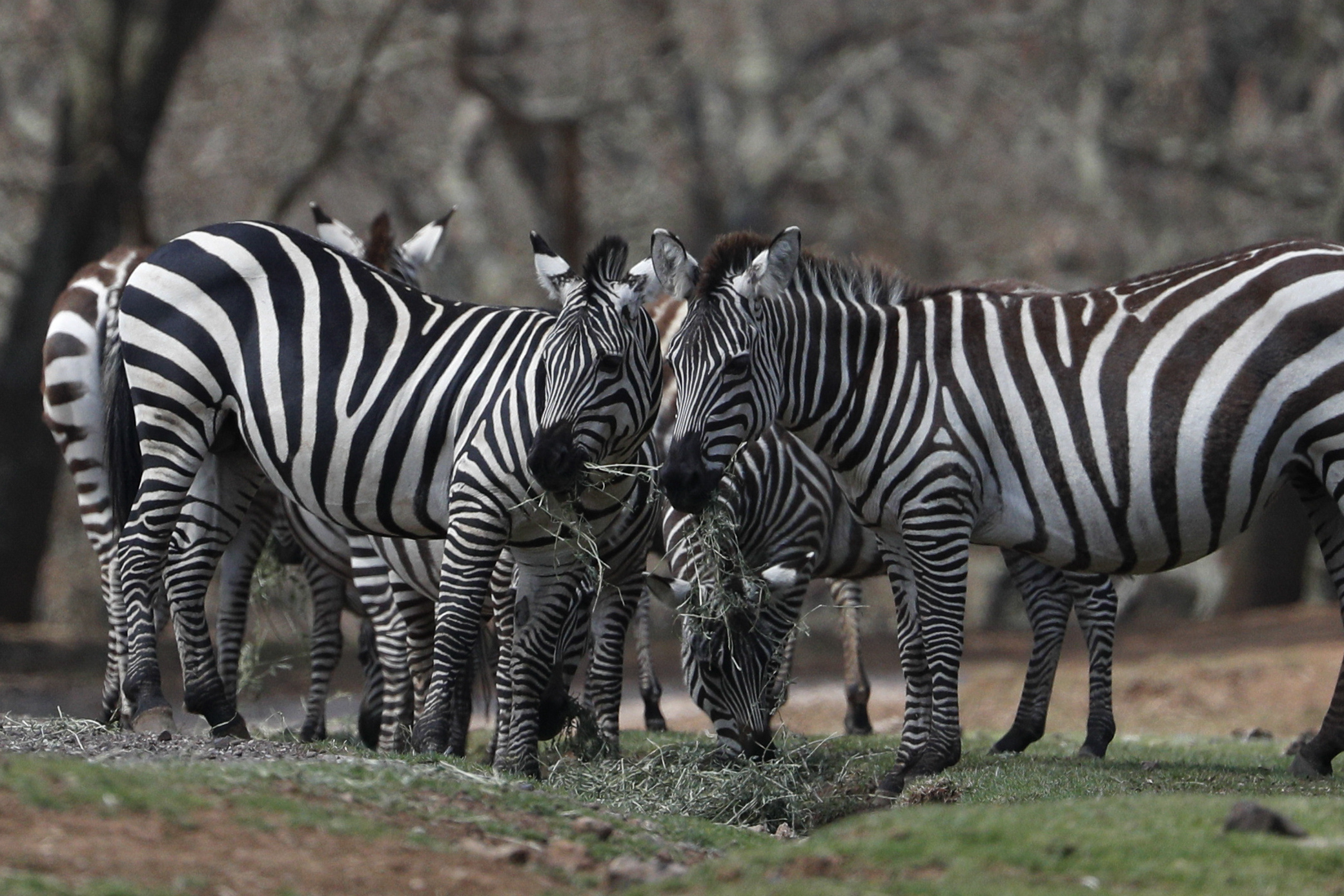 Escaped zebra found dead in Maryland, two others still at large
