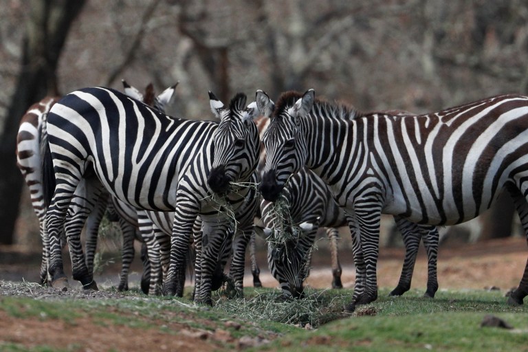 To catch a zebra, Maryland officials decide to use more zebras