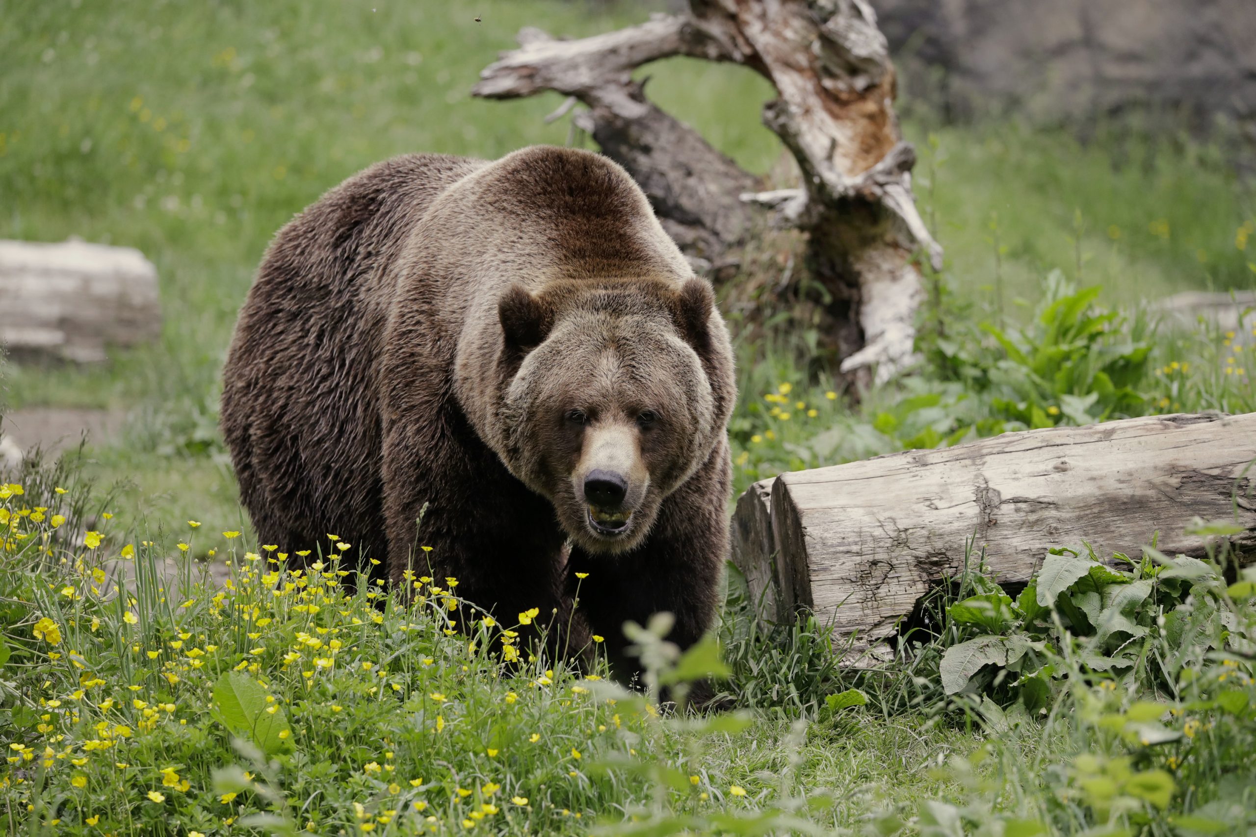 Grizzly with two cubs mauls hunter in Alaska park