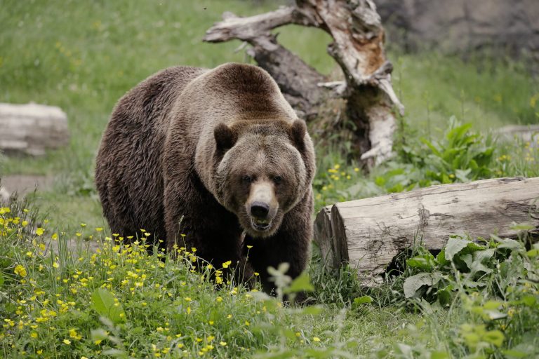 Grizzly with two cubs mauls hunter in Alaska park