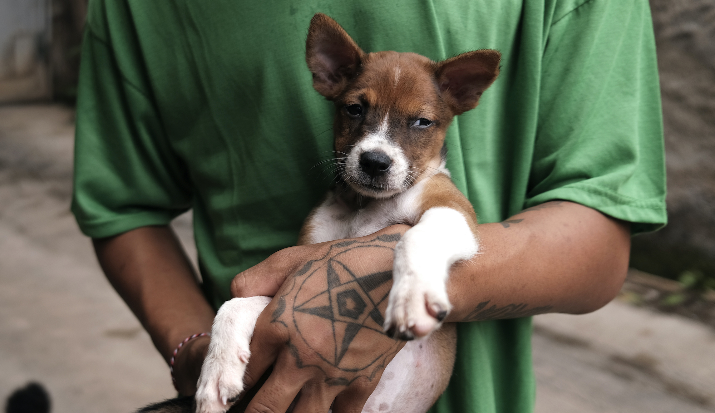 Rescuers save puppy kidnapped by monkey for three days