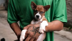 Animal rights advocate facing 42-count indictment