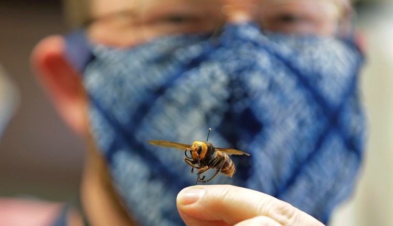 In this May 4, 2020, file photo, Sven Spichiger, an entomologist with the Washington state Department of Agriculture, poses for a photo with an Asian giant hornet from Japan mounted on a pin in Olympia, Wash. The insect, which has been found in Washington state, is the world's largest hornet, and has been dubbed the 