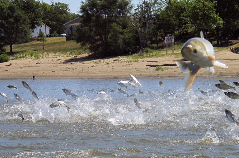 Michigan, Illinois pursue project to prevent invasive carp, share costs