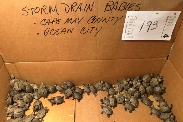 More than 800 baby turtles rescued from storm drains in New Jersey