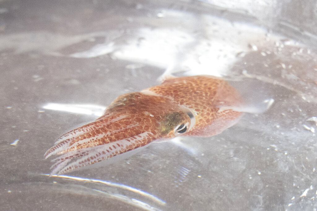 Squid in Space
