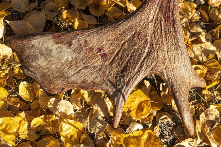 Father accused of using moose antler to kill sex offender stalking daughter