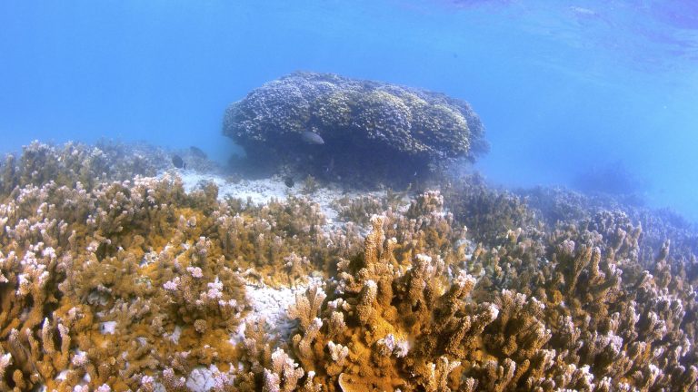 Coral in the ocean