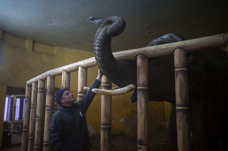 Kyiv Zoo staff and families care for nearly 4,000 animals amid war in Ukraine