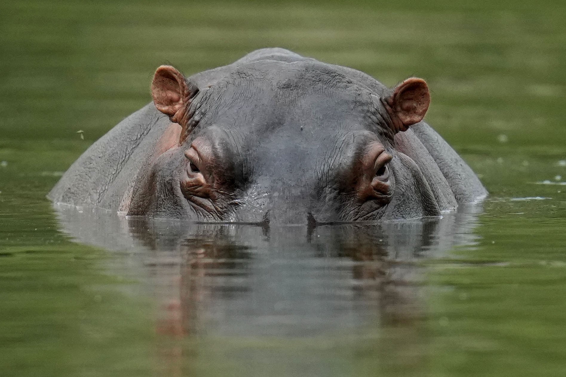 Hippo swallows 2-year-old whole, then spits him out alive
