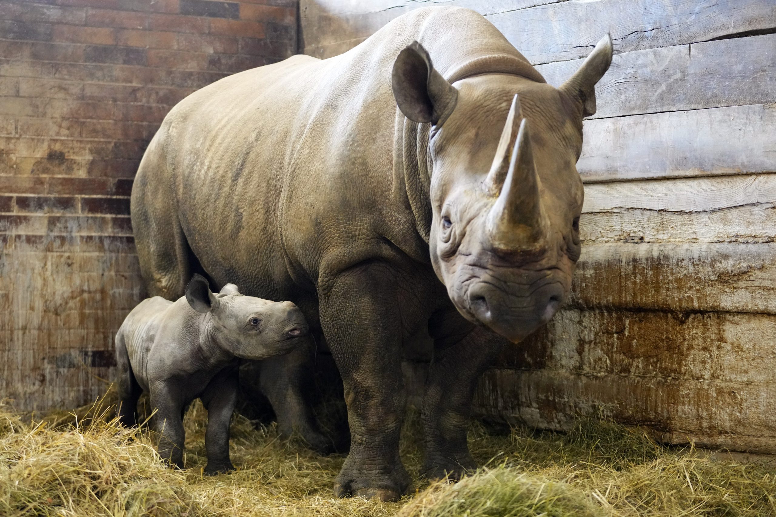Czech Republic Baby Rhino