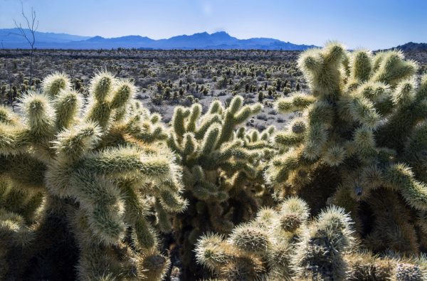 Biden readies plans to make most of southern tip of Nevada off-limits to development