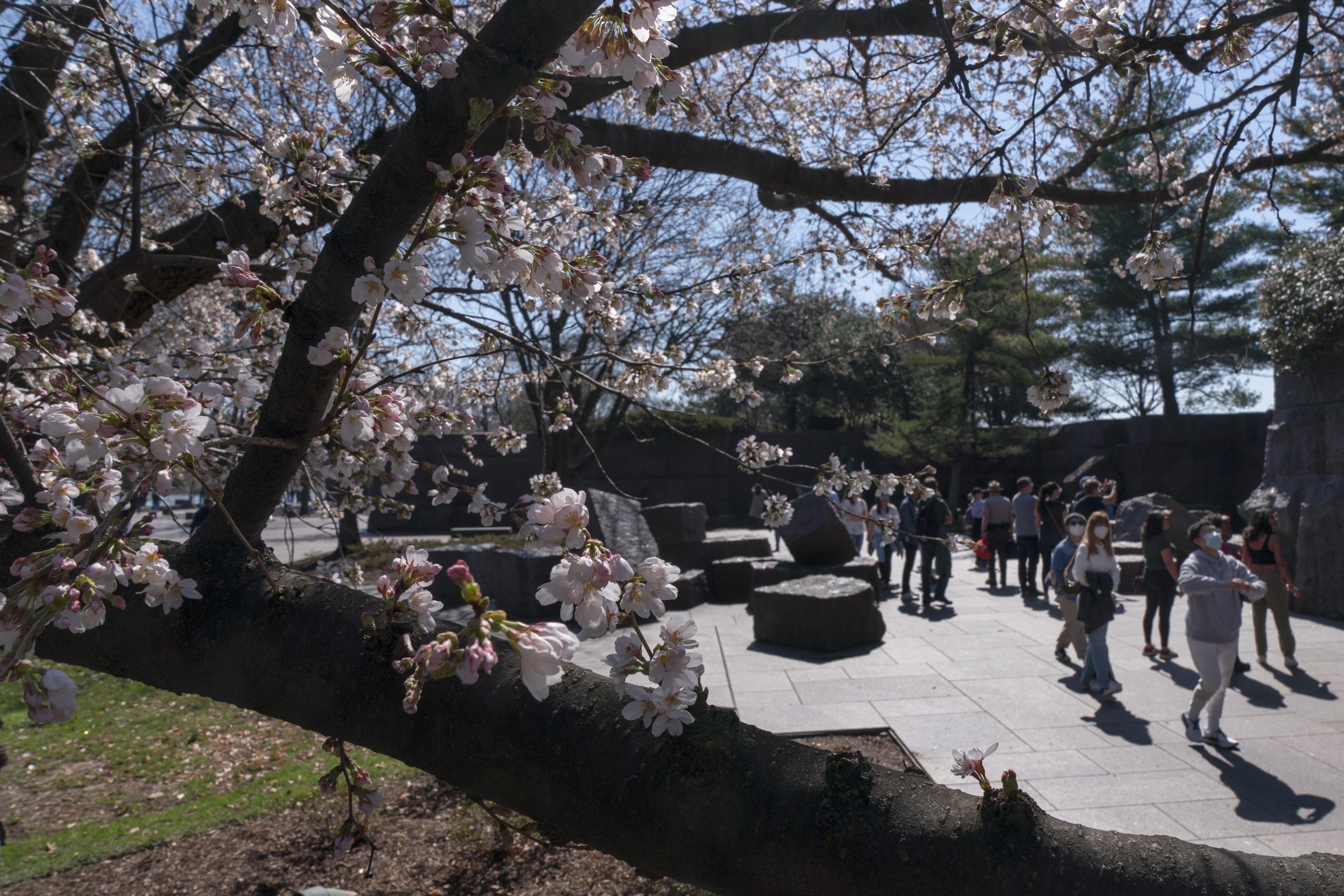 Washington Cherry Blossoms