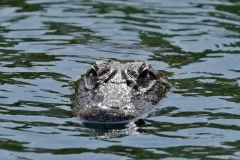 Experts warn against feeding alligators after Florida sees three attacks in two weeks