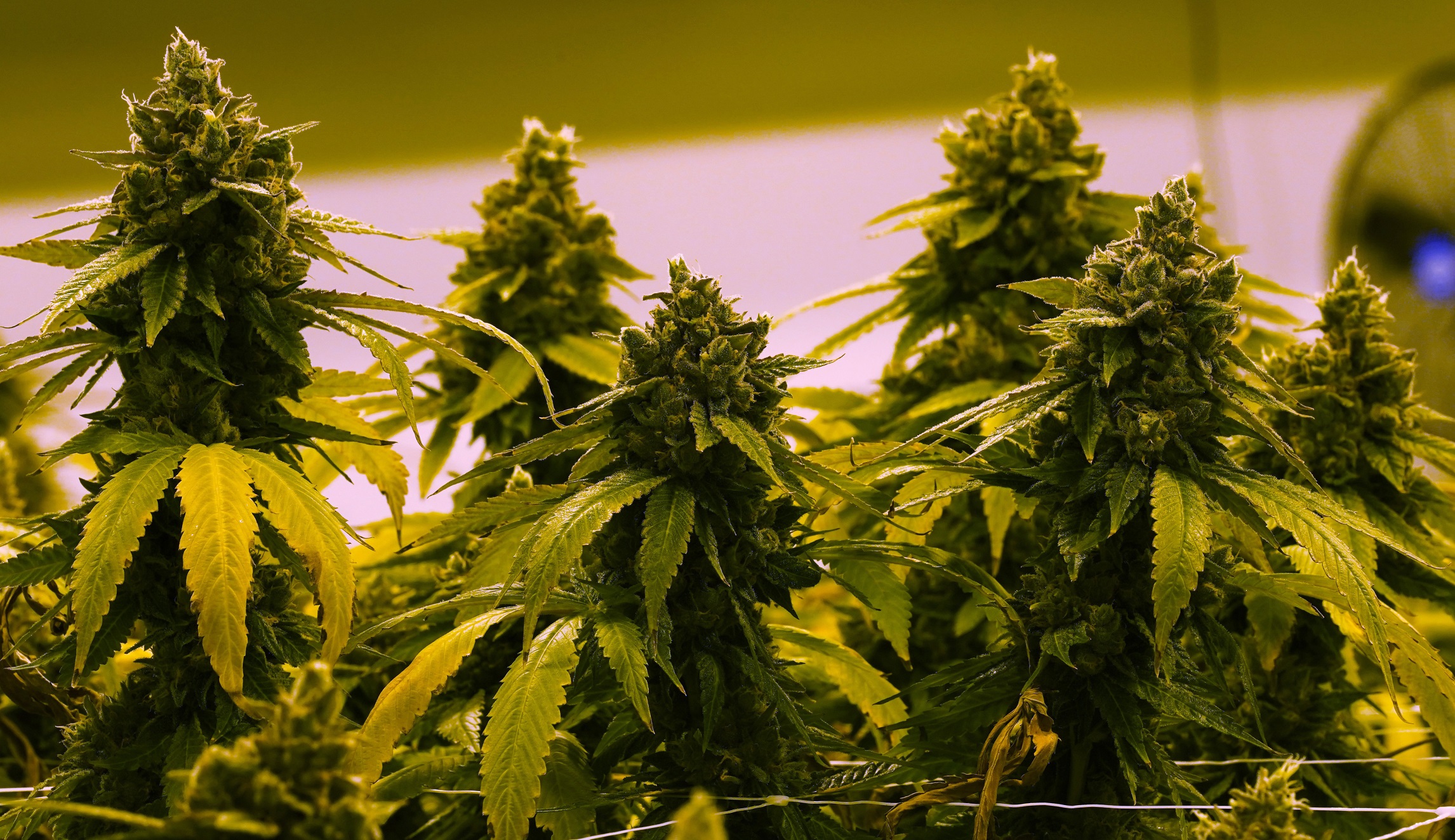 House Democrats ignore science by legalizing marijuana