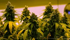 House Democrats ignore science by legalizing marijuana