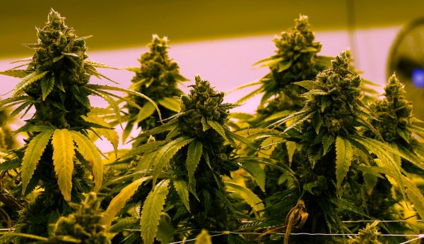 US needs to ‘rethink our approach’ on marijuana, White House says