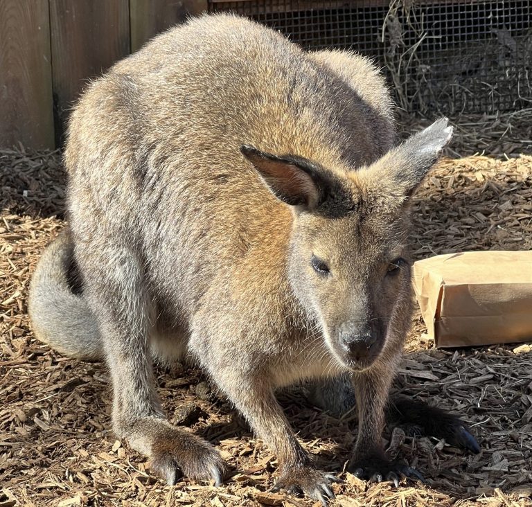 This Tuesday photo provided by the Memphis Zoo shows a wallaby. Police and the Memphis Zoo searched Thursday for a wallaby that was missing after heavy rain caused flooding inside an exhibit. 
