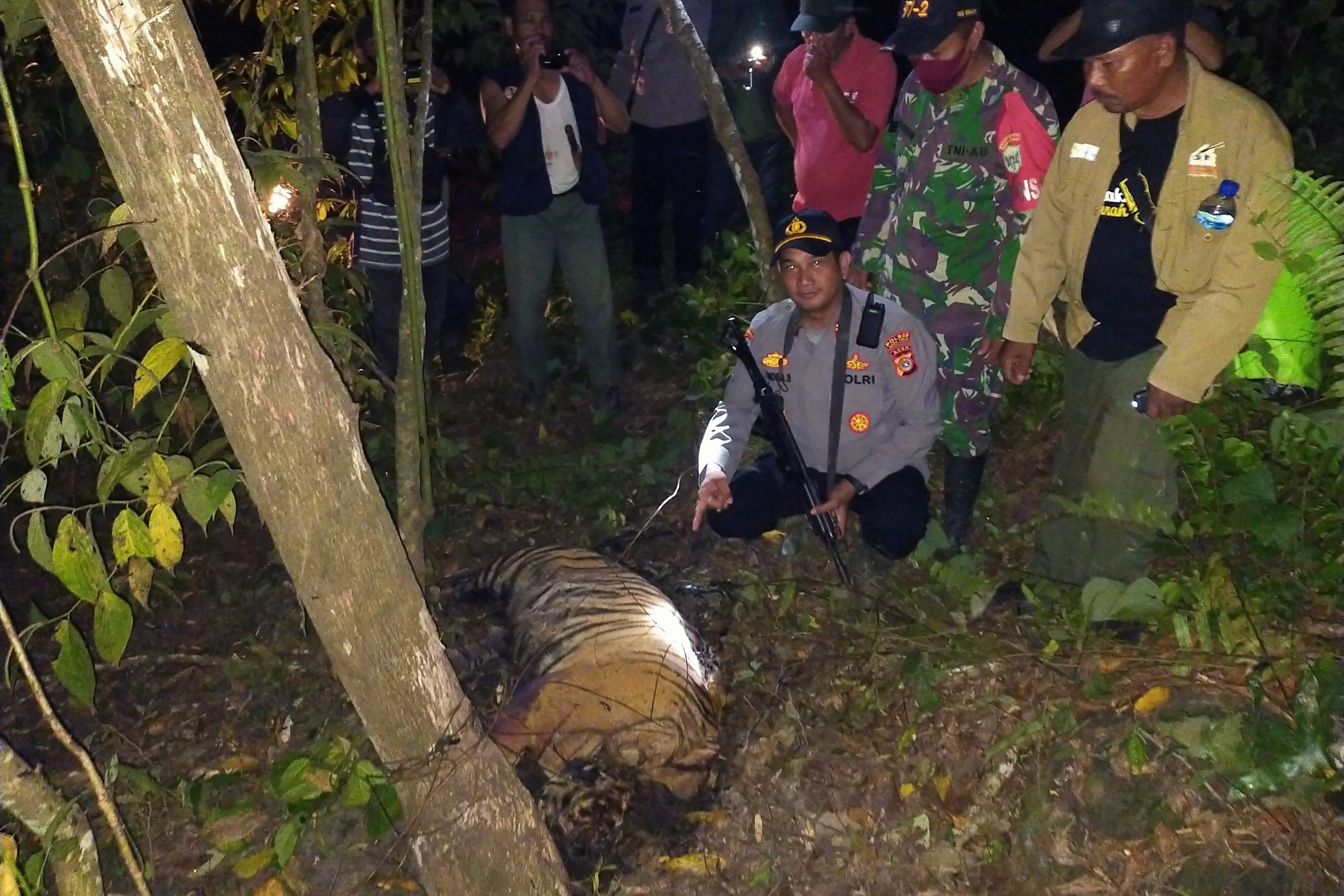 Indonesia Sumatran Tigers