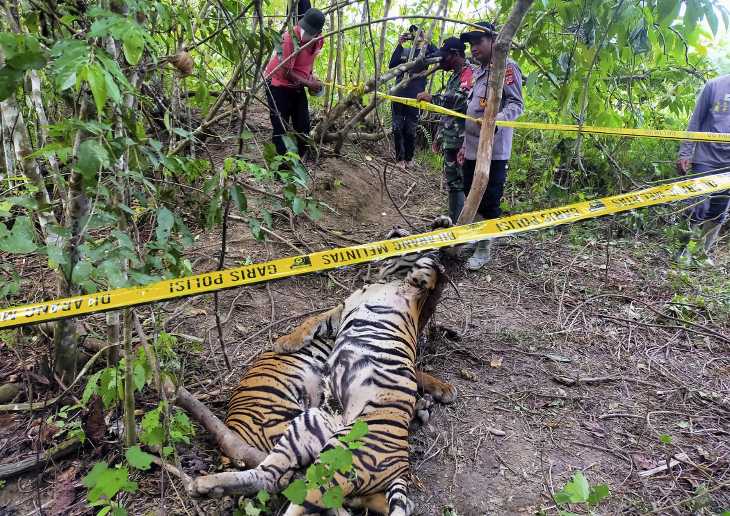 Three endangered Sumatran tigers killed by animal traps in Indonesia