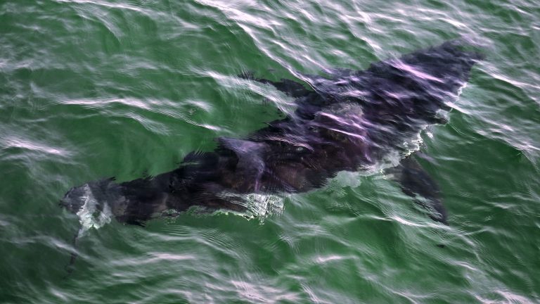 Teenage girl almost has her leg bitten off in shark attack in Florida