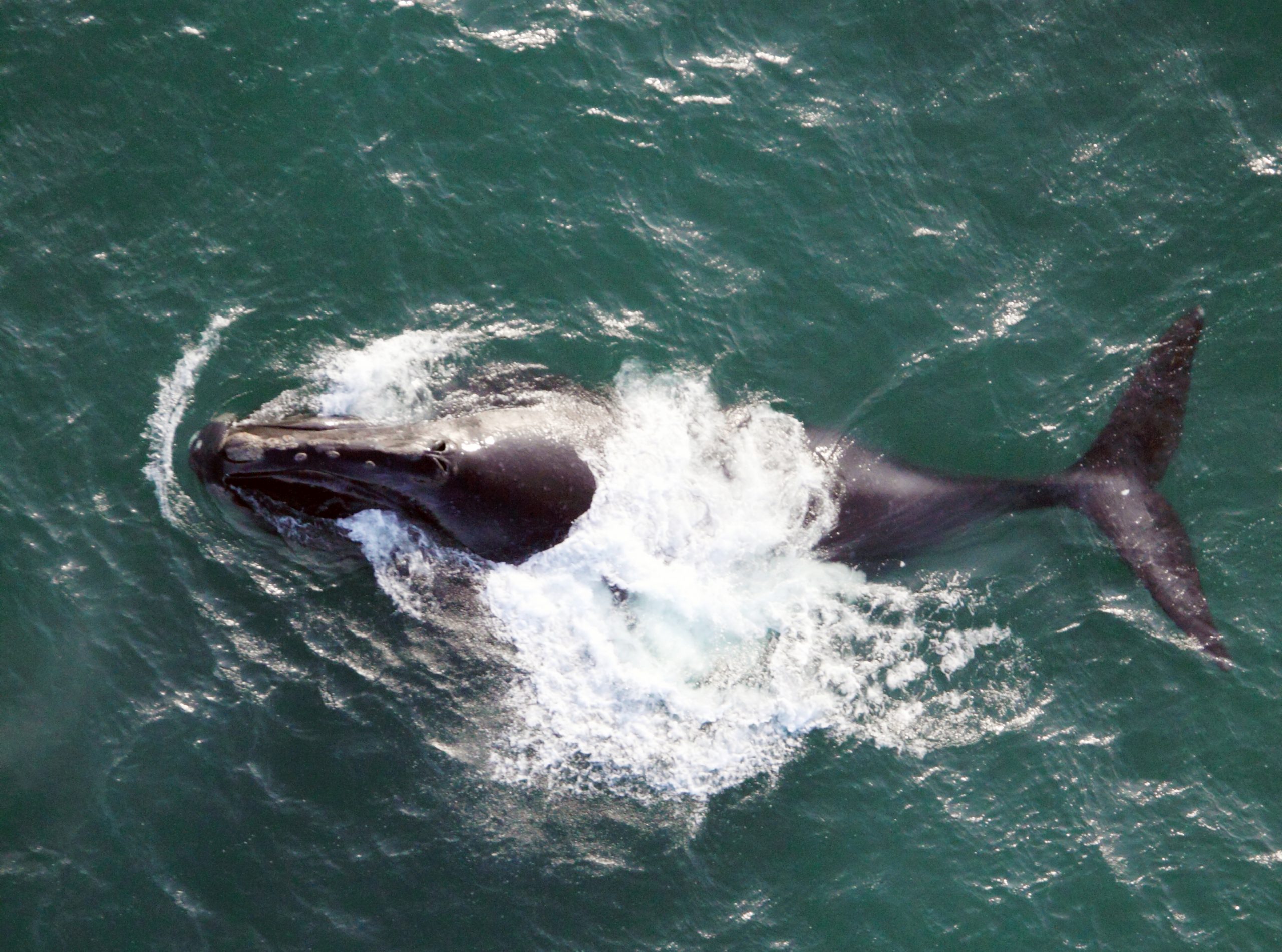 Rare Whales-Critical Habitat