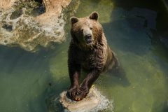 A bear-y big problem: Alaska Fat Bear Week contest rocked by voting scandal