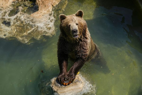 A bear-y big problem: Alaska Fat Bear Week contest rocked by voting scandal