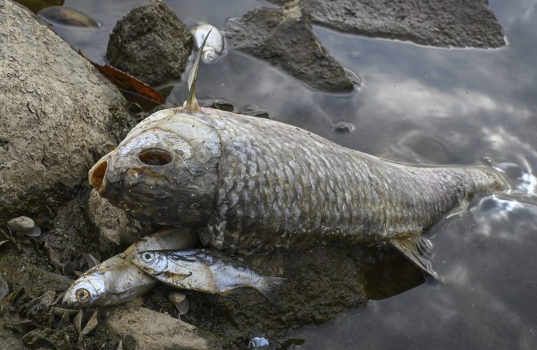 Dead fish lie on the banks of the German-Polish border river Oder in Lebus, eastern Germanny, Saturday, Aug. 13, 2022. Polandâs environment minister says laboratory tests following a mass dying off of fish detected high levels of salinity but no mercury in waters of Central Europeâs Oder River.